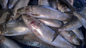 بخشنامه گمرک برای صادرات پودر ماهی/ ضرورت تائید سیستمی واحدهای تولیدی از سوی سازمان شیلات